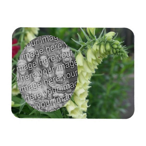 Creamy White Foxglove Flowers Add Your Photo Magnet