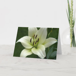 Creamy White Lily Card