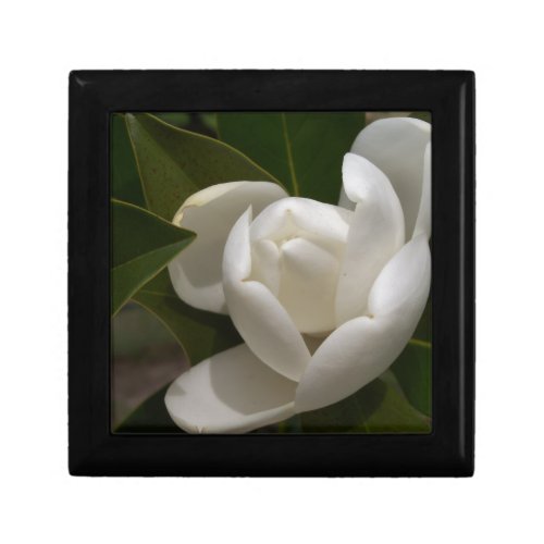 Creamy white magnolia flower bud gift box