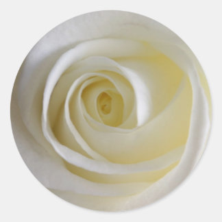 Creamy White Rose Stickers