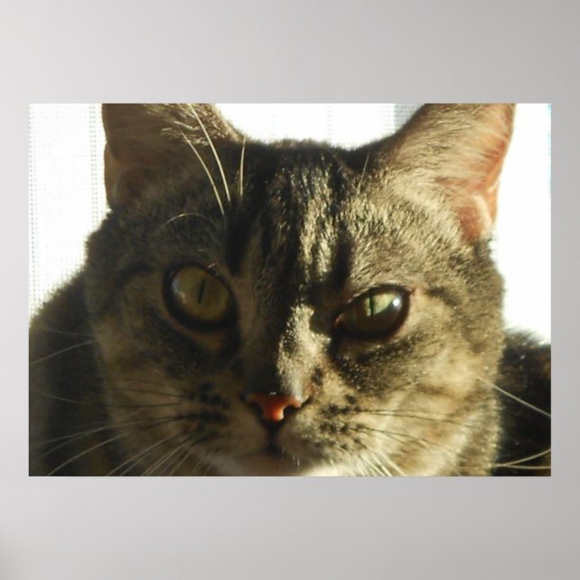 Create Your Own 28" x 20" Poster (Front)