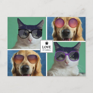 Create Your Own 4 Pet Photo Collage Holiday Postcard