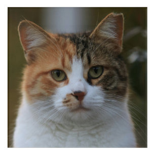Create Your Own Cat Pet Photo Custom Picture Acrylic Print
