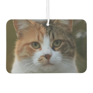 Create Your Own Cat Pet Photo Custom Picture Air Freshener
