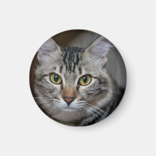 Create Your Own Cat Pet Photo Custom Picture Magnet