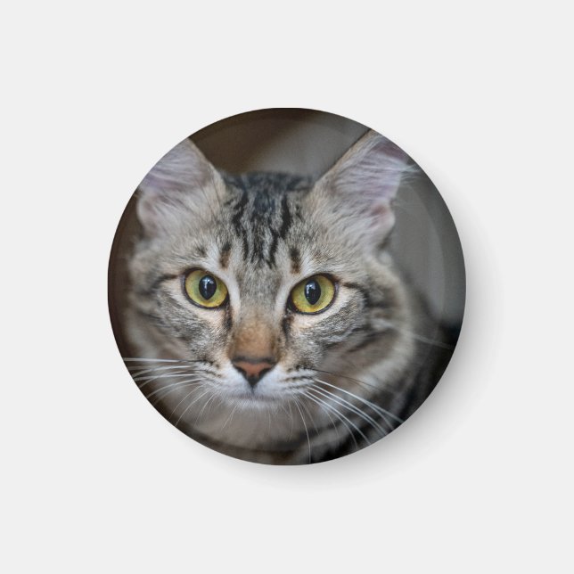 Create Your Own Cat Pet Photo Custom Picture Magnet (Front)
