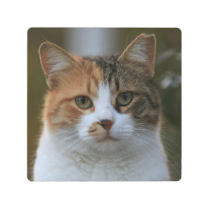 Create Your Own Cat Pet Photo Custom Picture Metal Print