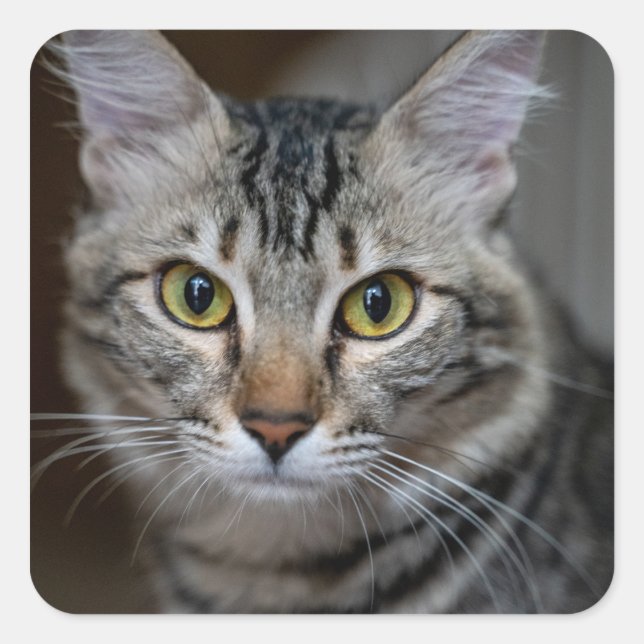 Create Your Own Cat Pet Photo Custom Picture Square Sticker (Front)