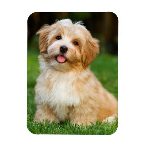 Create Your Own Custom Pet Dog Photo  Magnet