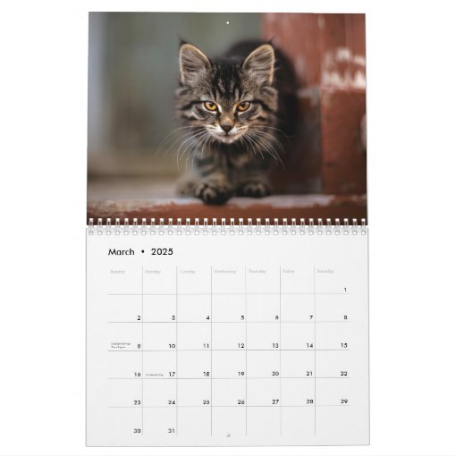 Create Your Own Cute Cats Kittens 2025 Pet Photo Calendar | Zazzle