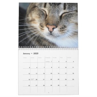 Create Your Own Cute Cats Kittens 2025 Pet Photo Calendar | Zazzle