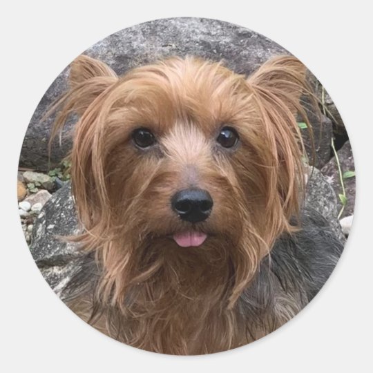 Create Your Own Dog Photo Custom Pet Classic Round Sticker