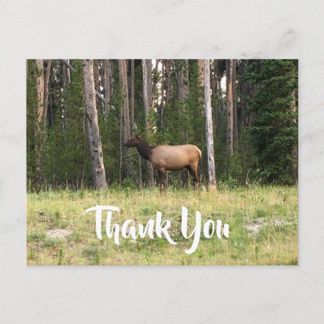 Create Your Own Elk Photo Thank You Postcard (Front)
