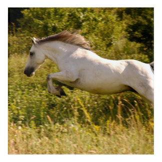 Create Your Own Equestrian Horse Photo Custom Acrylic Print