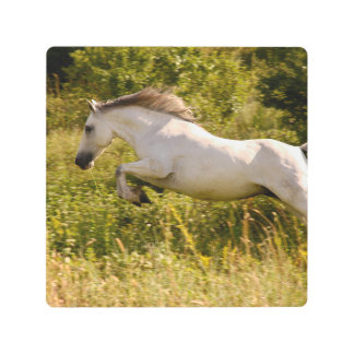 Create Your Own Equestrian Horse Photo Custom Metal Print