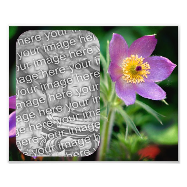 Create Your Own Pasque Flower Frame 8x10 Photo Print (Front)