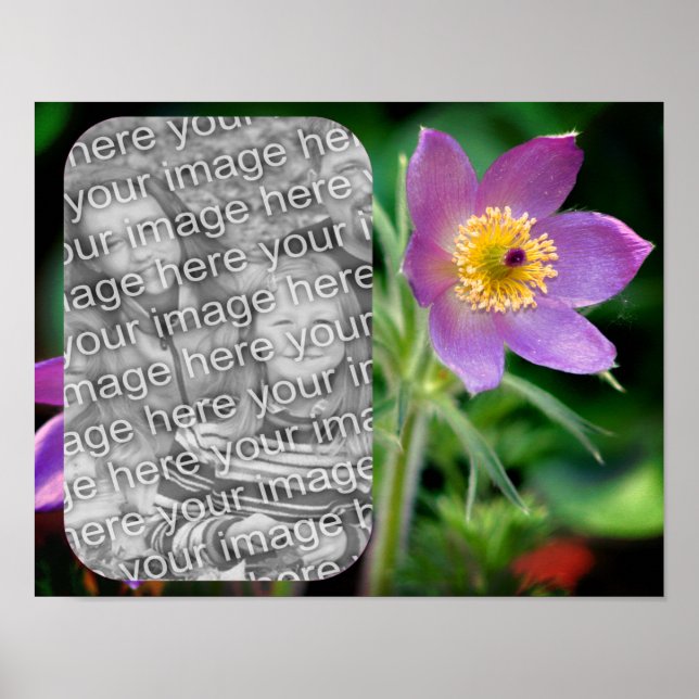 Create Your Own Pasque Flower Frame Photo Poster (Front)