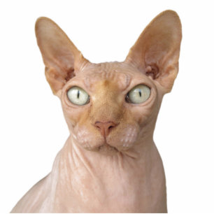 Create Your Own Pet Cat Dog Memorial Cutout