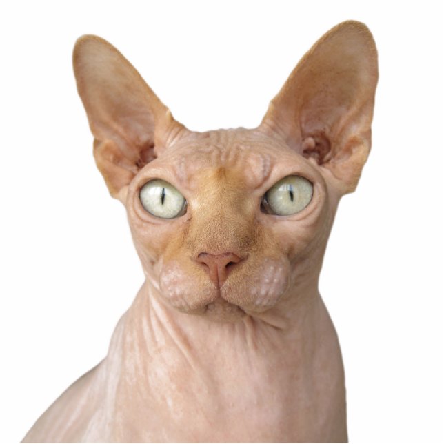 Create Your Own Pet Cat  Dog Memorial Cutout (Front)