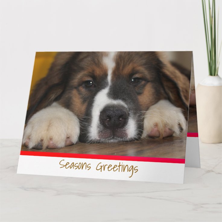 Create Your Own Pet Greeting Card Zazzle