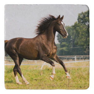 Create Your Own Pet Horse Photo Custom Picture Trivet