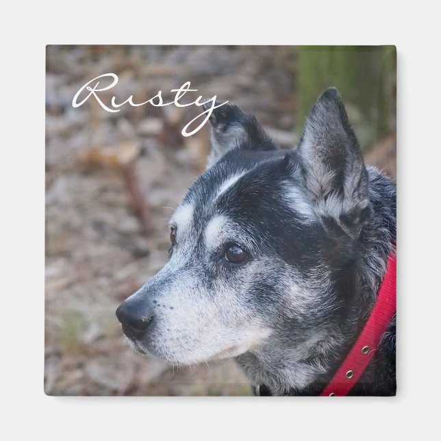 Create your own pet magnet (Front)