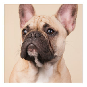 Create Your Own Pet Photo Custom Picture Acrylic Print