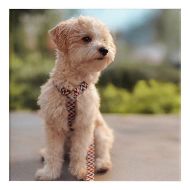 Create Your Own Pet Photo Custom Picture Acrylic Print (Front)
