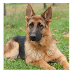 Create Your Own Pet Photo Custom Picture Acrylic Print