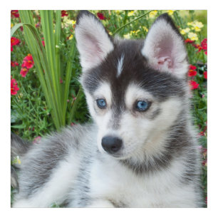 Create Your Own Pet Photo Custom Picture Acrylic Print