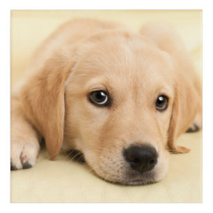 Create Your Own Pet Photo Custom Picture Acrylic Print