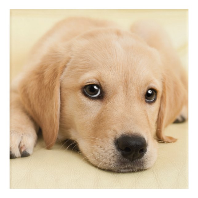 Create Your Own Pet Photo Custom Picture Acrylic Print (Front)