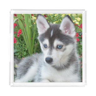 Create Your Own Pet Photo Custom Picture Acrylic Tray