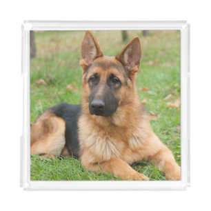 Create Your Own Pet Photo Custom Picture Acrylic Tray
