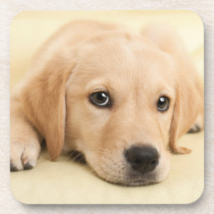 Create Your Own Pet Photo Custom Picture Beverage Coaster