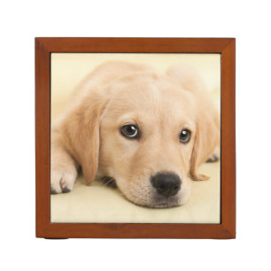 Create Your Own Pet Photo Custom Picture Desk Organizer