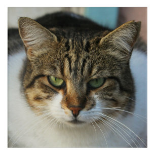 Create Your Own Pet Photo Custom Picture Gift Acrylic Print