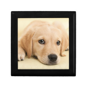 Create Your Own Pet Photo Custom Picture Gift Box