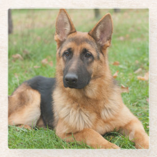 Create Your Own Pet Photo Custom Picture Glass Coaster