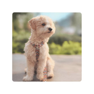 Create Your Own Pet Photo Custom Picture Metal Print