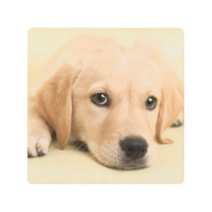 Create Your Own Pet Photo Custom Picture Metal Print