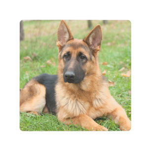 Create Your Own Pet Photo Custom Picture Metal Print