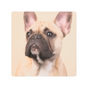 Create Your Own Pet Photo Custom Picture Metal Print