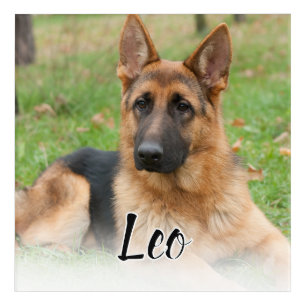 Create Your Own Pet Photo Custom Picture Name Acrylic Print