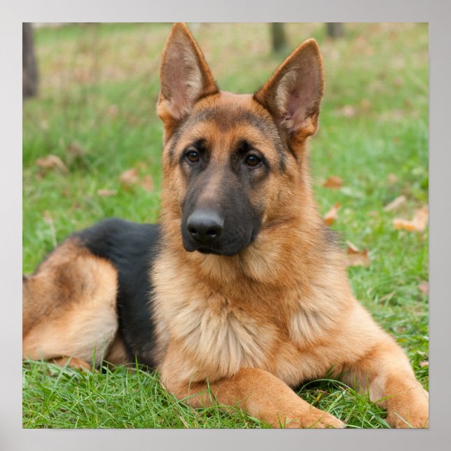Create Your Own Pet Photo Custom Picture Poster (Front)
