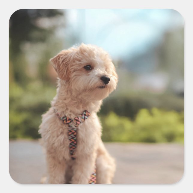 Create Your Own Pet Photo Custom Picture Square Sticker (Front)