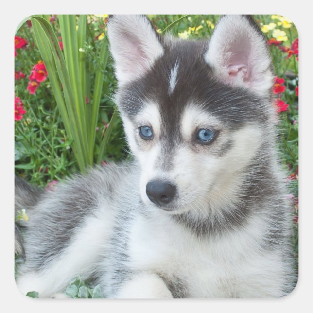 Create Your Own Pet Photo Custom Picture Square Sticker (Front)