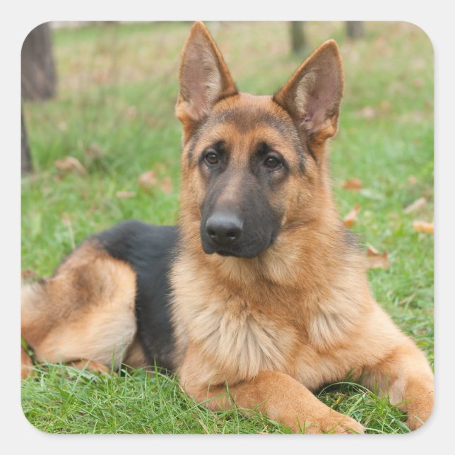 Create Your Own Pet Photo Custom Picture Square Sticker (Front)