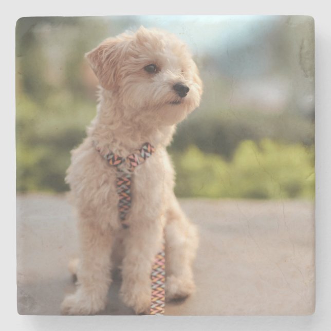 Create Your Own Pet Photo Custom Picture Stone Coaster (Front)