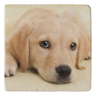 Create Your Own Pet Photo Custom Picture Trivet